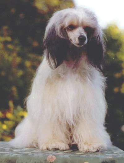 Belle of Beenfeldt's Con Grazia 