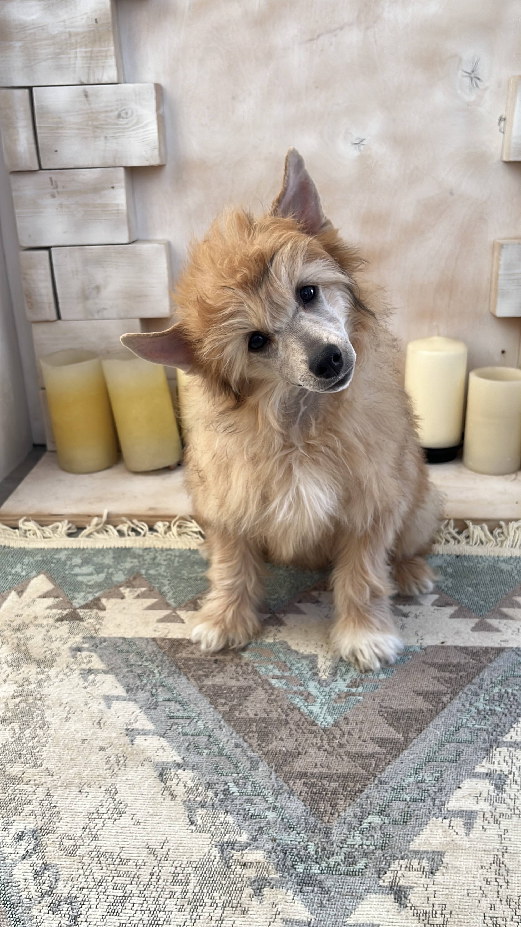 Rolana Family A Masterpice