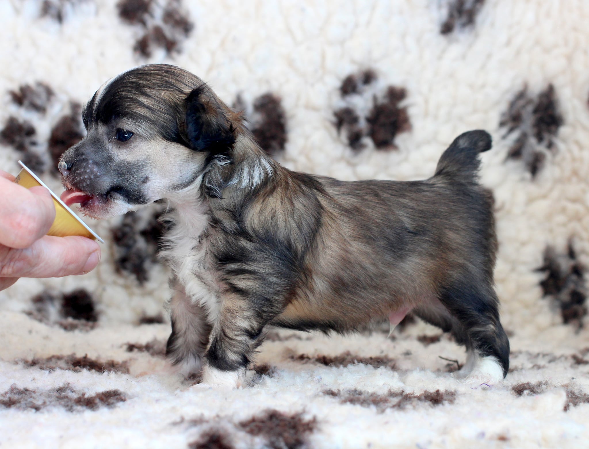 Artic Flyer’s Made You Look