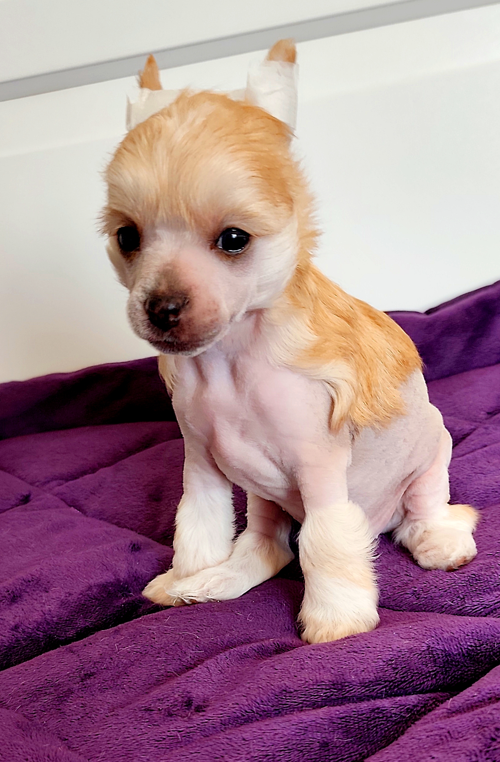 Umpa Lumpa Crystal Ice 