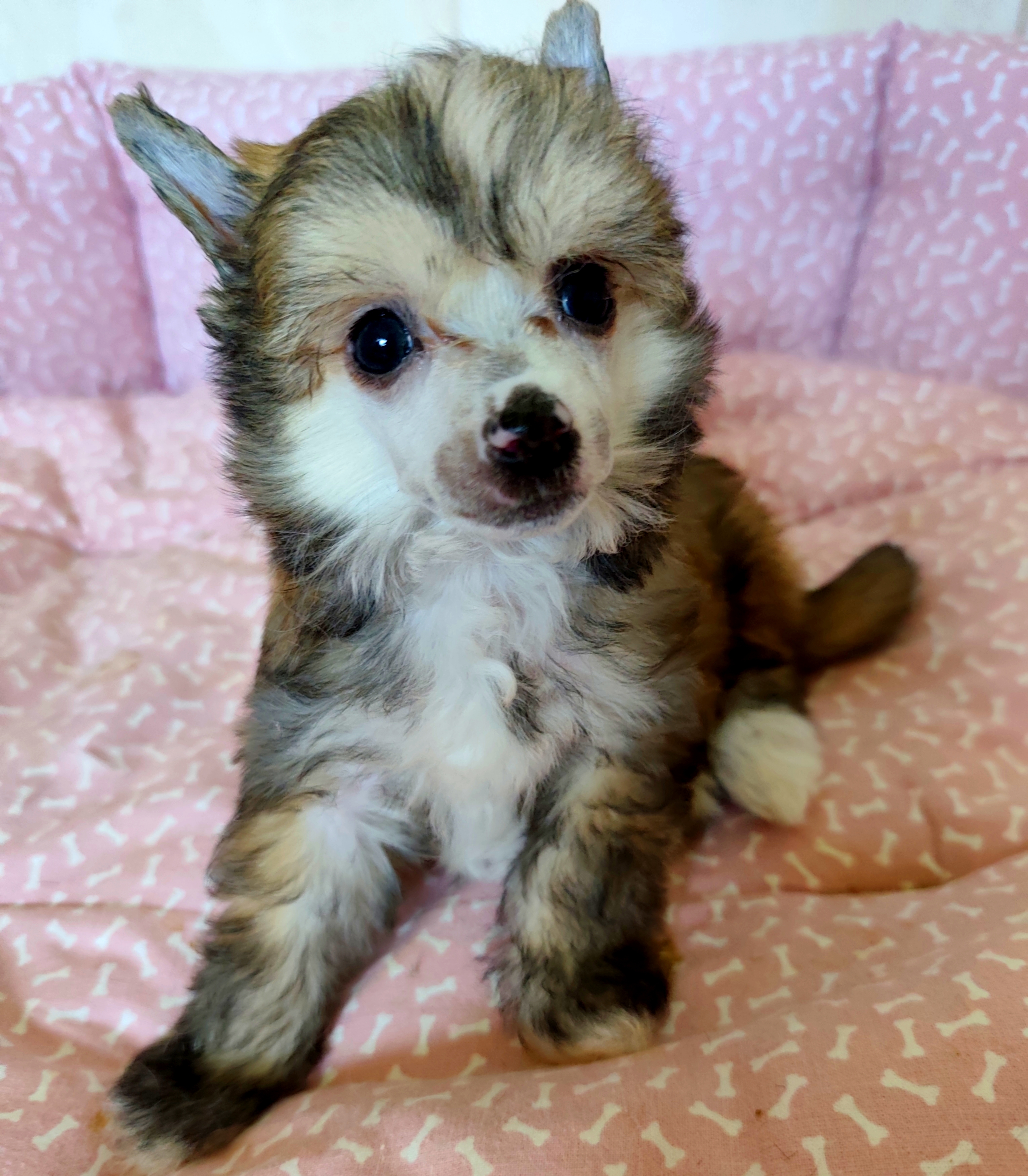 Unica Signorina Crystal Ice 