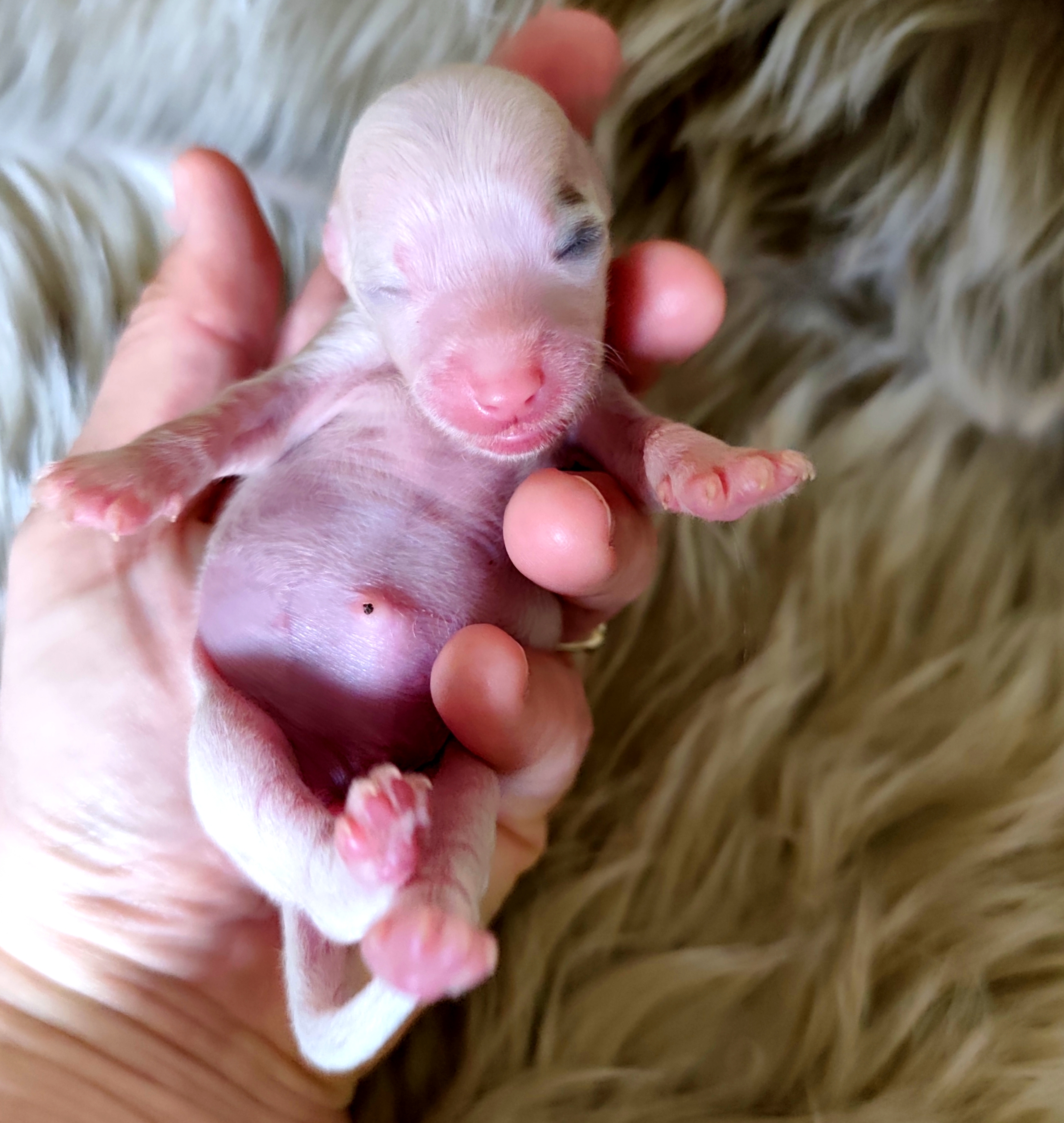 Urban Beauty Crystal Ice 