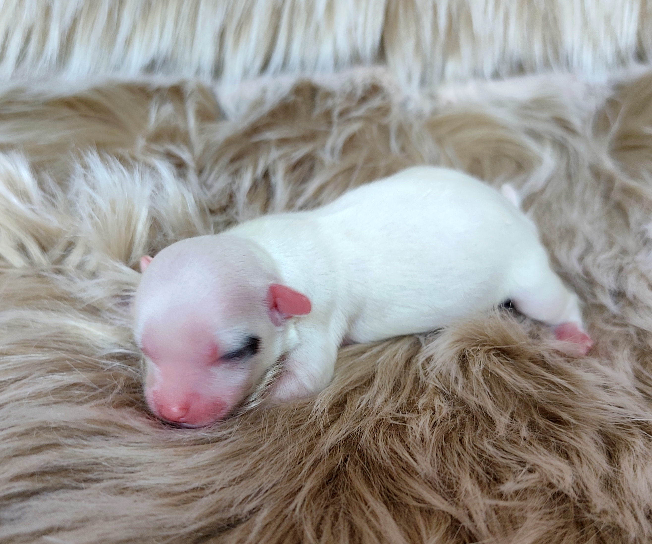 Valentine Crystal Ice 