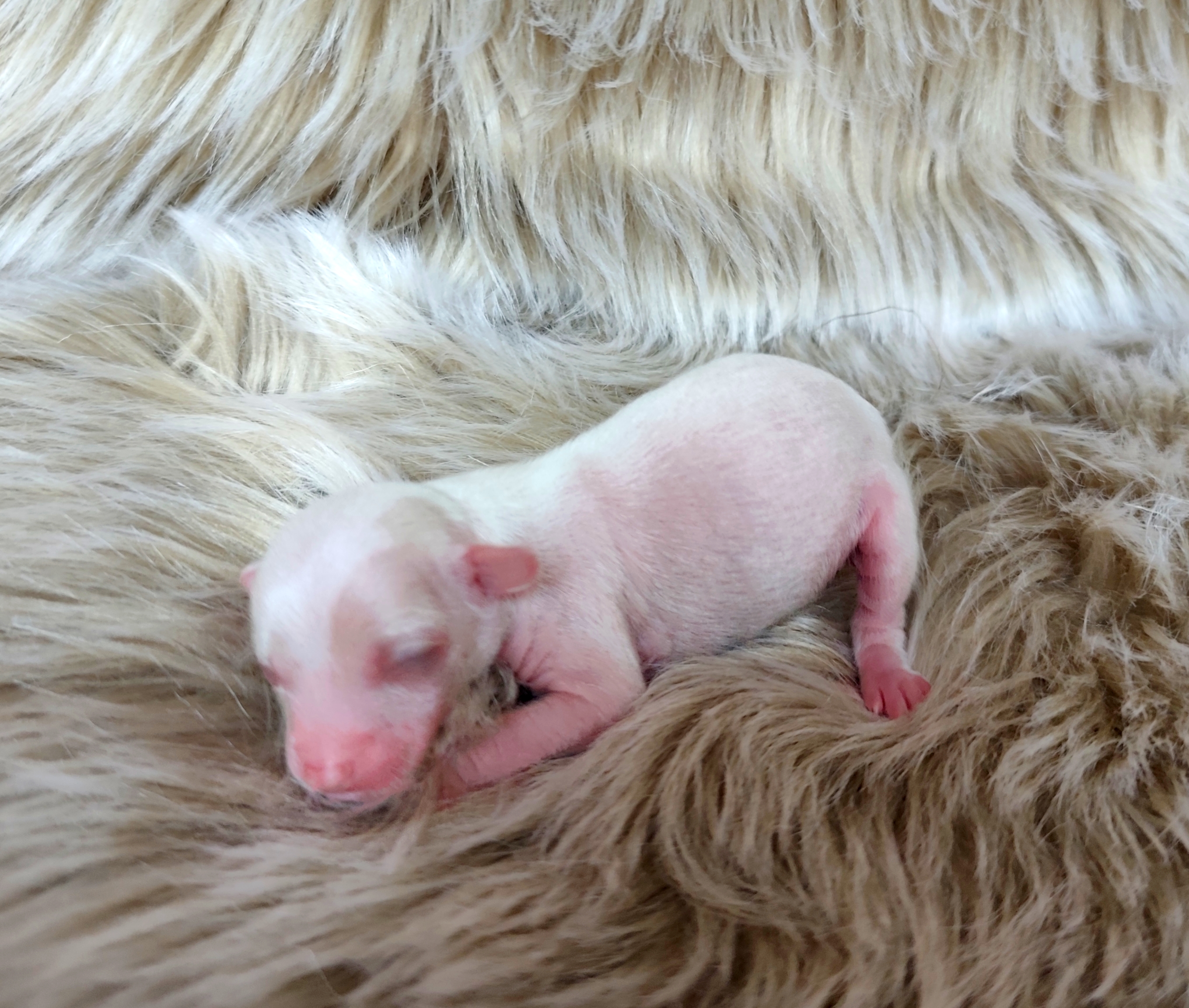 Veronique Crystal Ice 