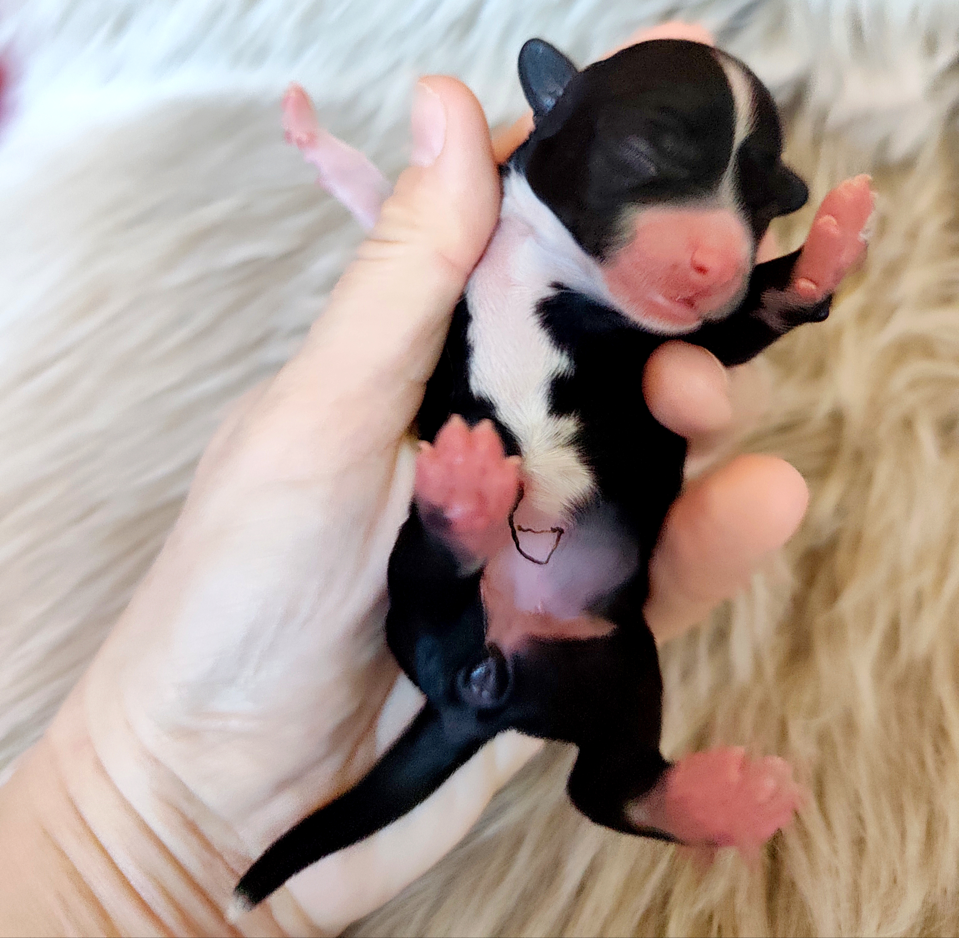 Wednesday Crystal Ice 