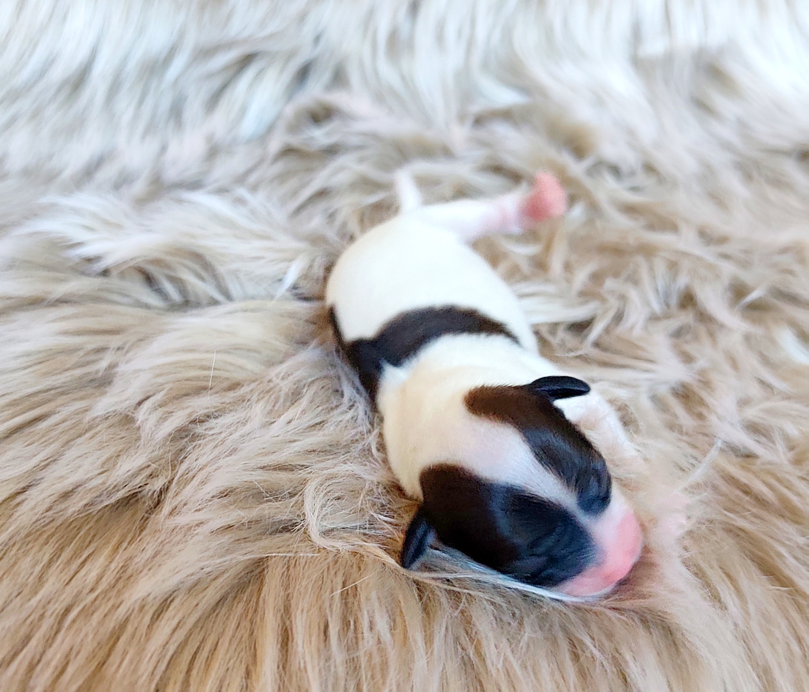 Wild Flower Crystal Ice 