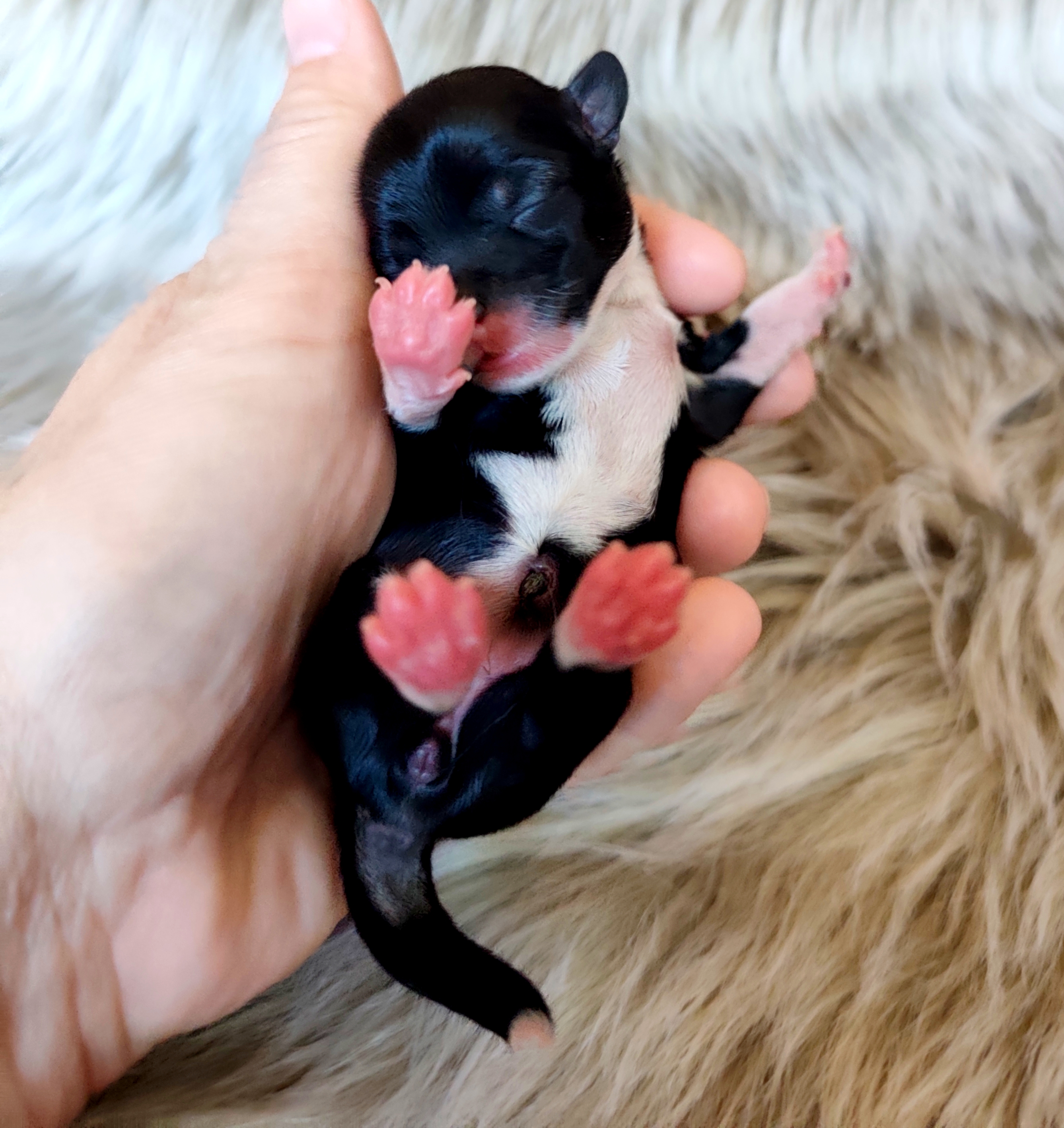 Wow Factor Crystal Ice 