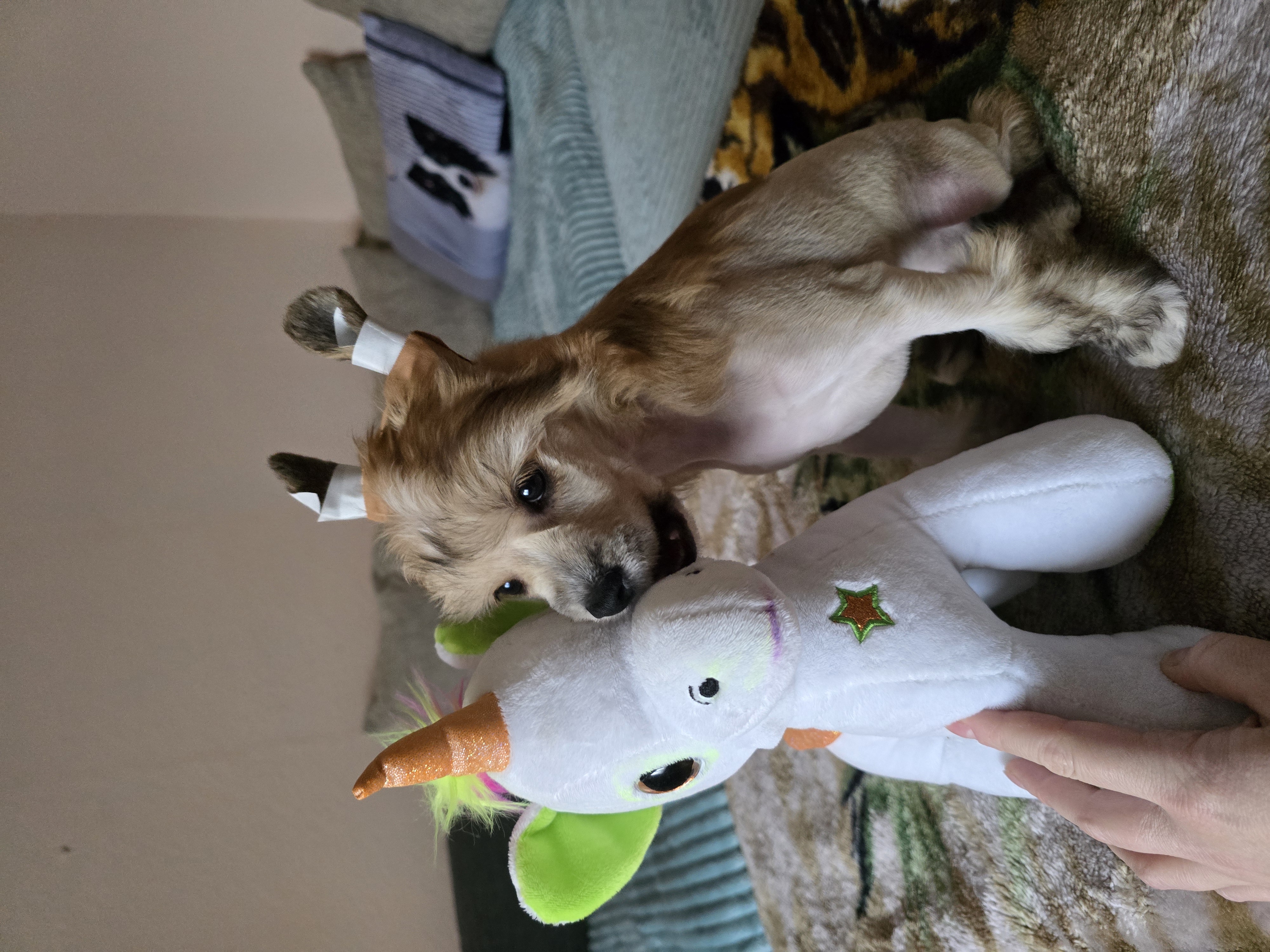Unicorn Magic Felix