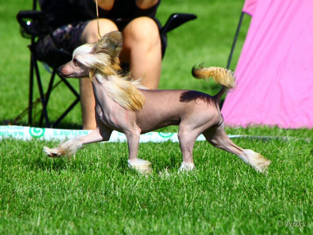 Pinky Twinky Ta-Daa