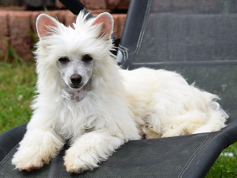 My little Dragonheart "Quito" from BlackFairies