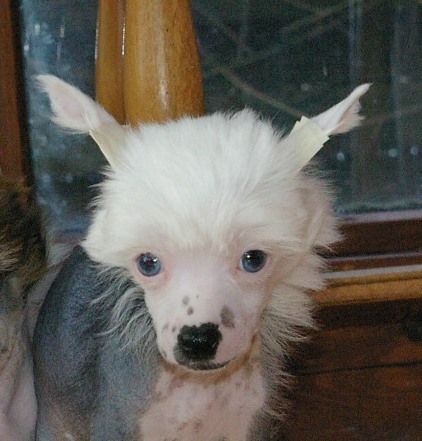 Blue Magic Ca Sent Beau