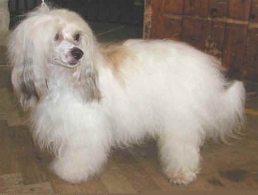 Almost Angel Moravian Crest