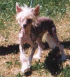 Also Alissa Moravian Crest