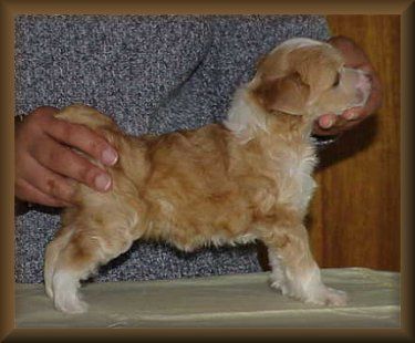 Altair Air Witch Astromancer