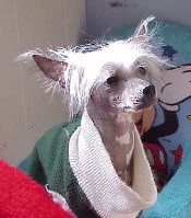 Altair's Bluer Than Blue