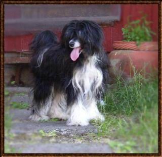 Amelion's Blackfairy