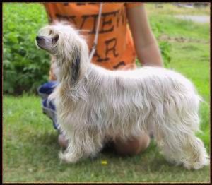 Amelion's FairyQueen