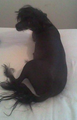 Annamac Luna Eclipse