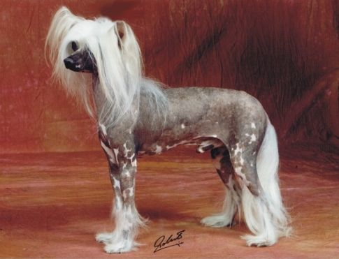 Aramis Von Shinbashi