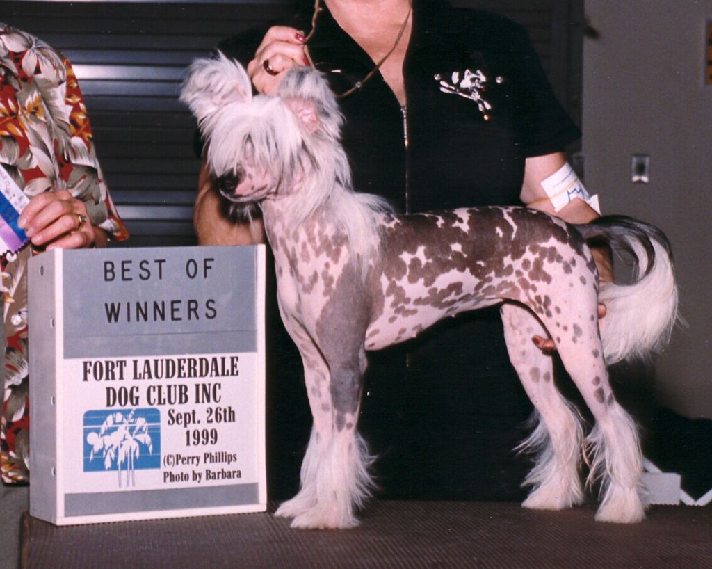 Arcadia Broom Hilda By Jove