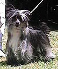 Arcadia Chillie Willie By Jove