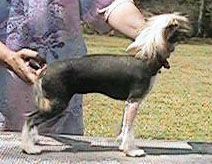 Arcadias Wiggly Tuff