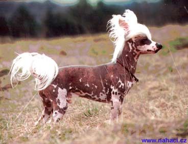 Arnold Malyshka Airin