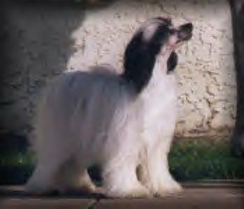 Babylon Ballerina La Posh