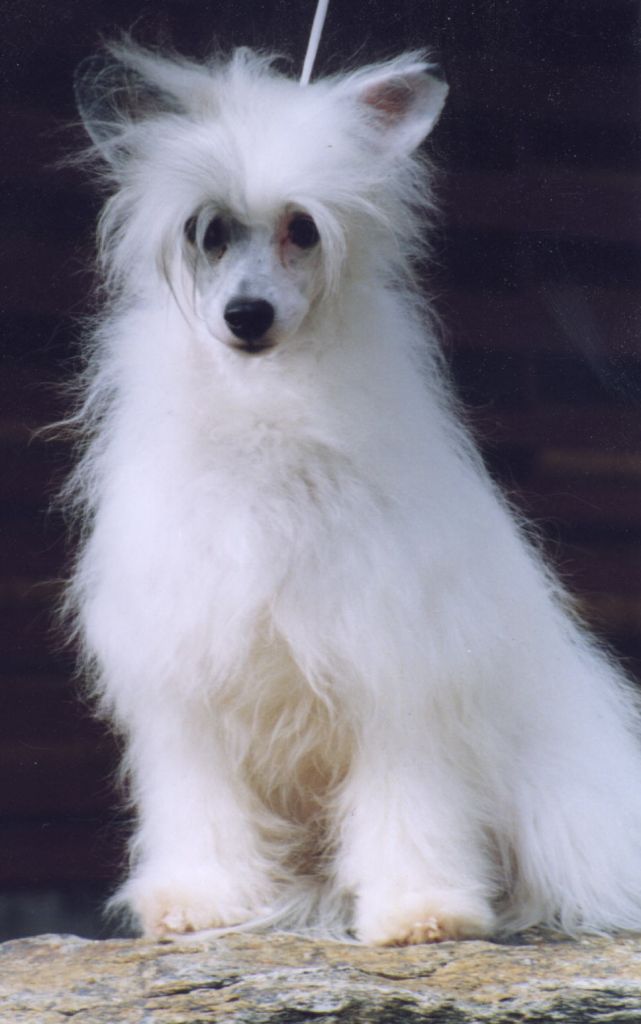 Bayshore Arcadia Fancy That