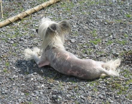 Bayshore Sweet Pea O'Woodlyn