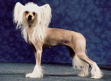 Beddi's Astounding Meija