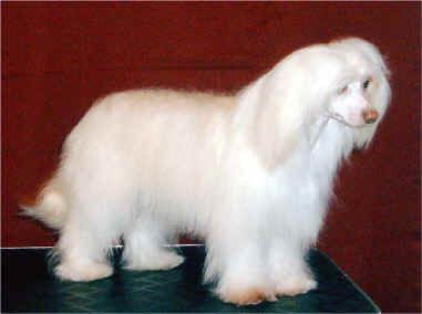 Beddi's Bright Crystal