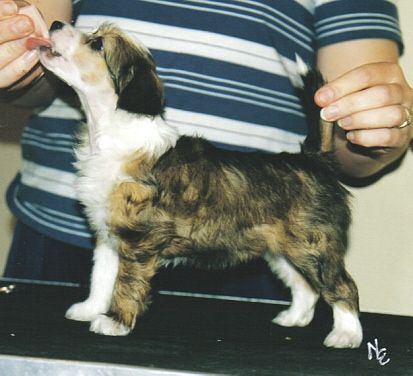 Bedlam Oriental Beauty