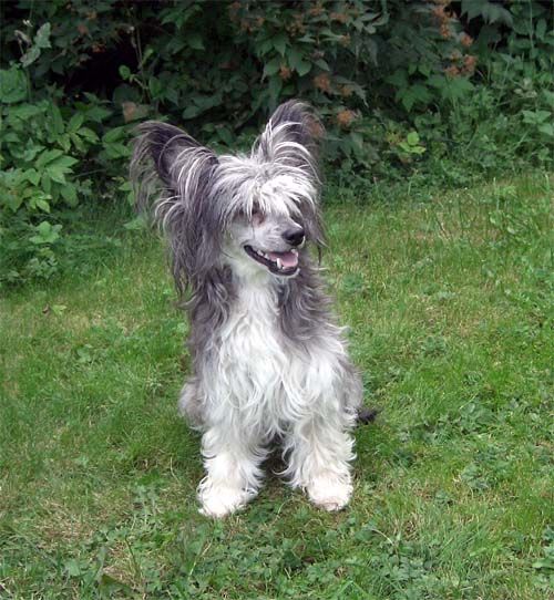 Bellatrix Luckycharm Bellatrixspica