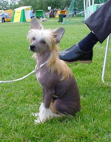 Belshaw's Dazzling Silver