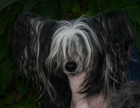 Belshaw's Phantom Of The Opera