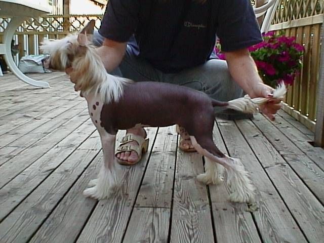 Belshaw's Shalimar For Lisar