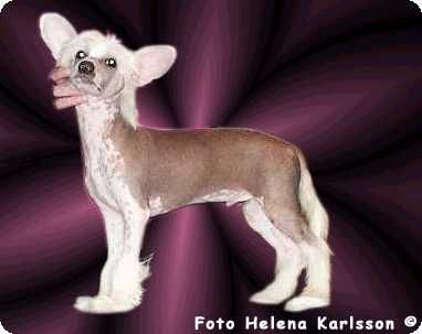 Belshaw's Tender Light