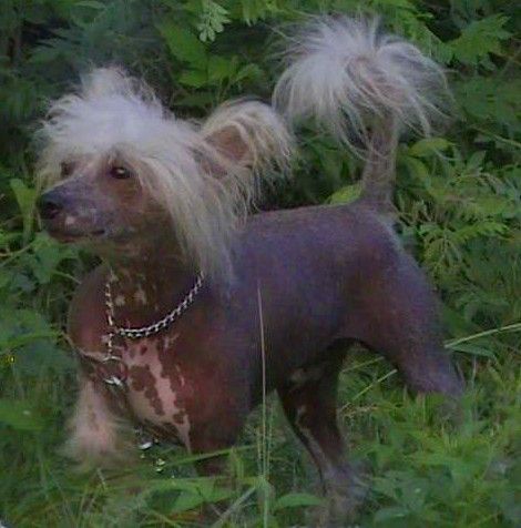 Blanch-O's Striptease