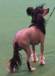 Blandora Bare Neccesity