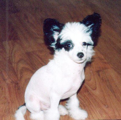 Blandora Light My Fire Glebeheath