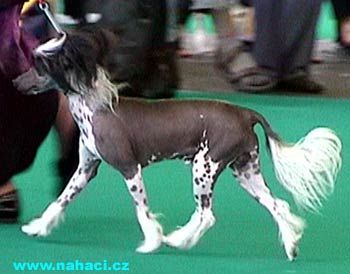 Blandora Thunderball