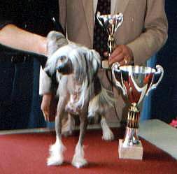 Bloomsbury Figaro-Blue