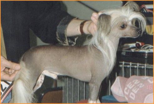 Bloomsbury Ivory-Blue