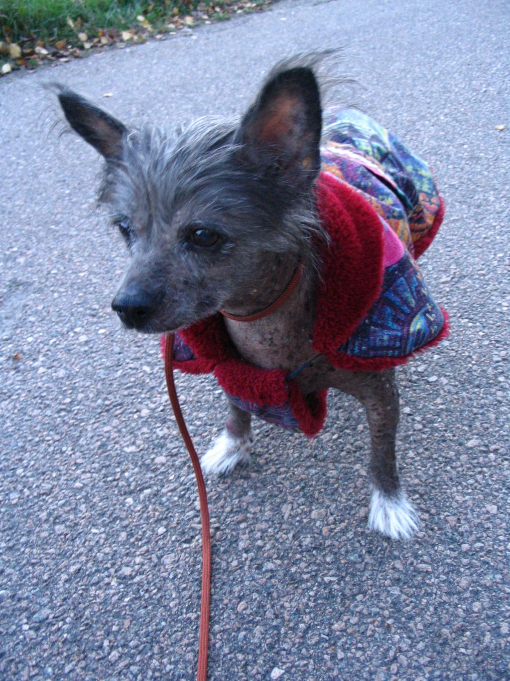 Blue Crest's Egoiste