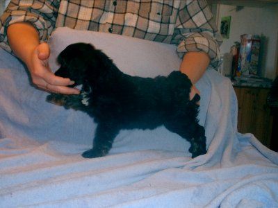 Blue Wing's Big Bang