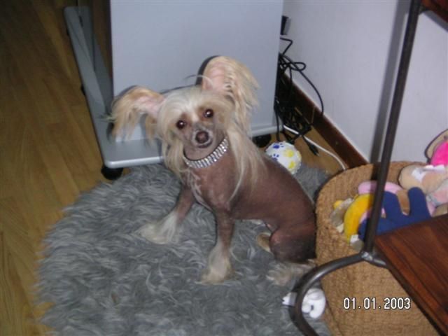 Blue Wing's Ting-E-Ling