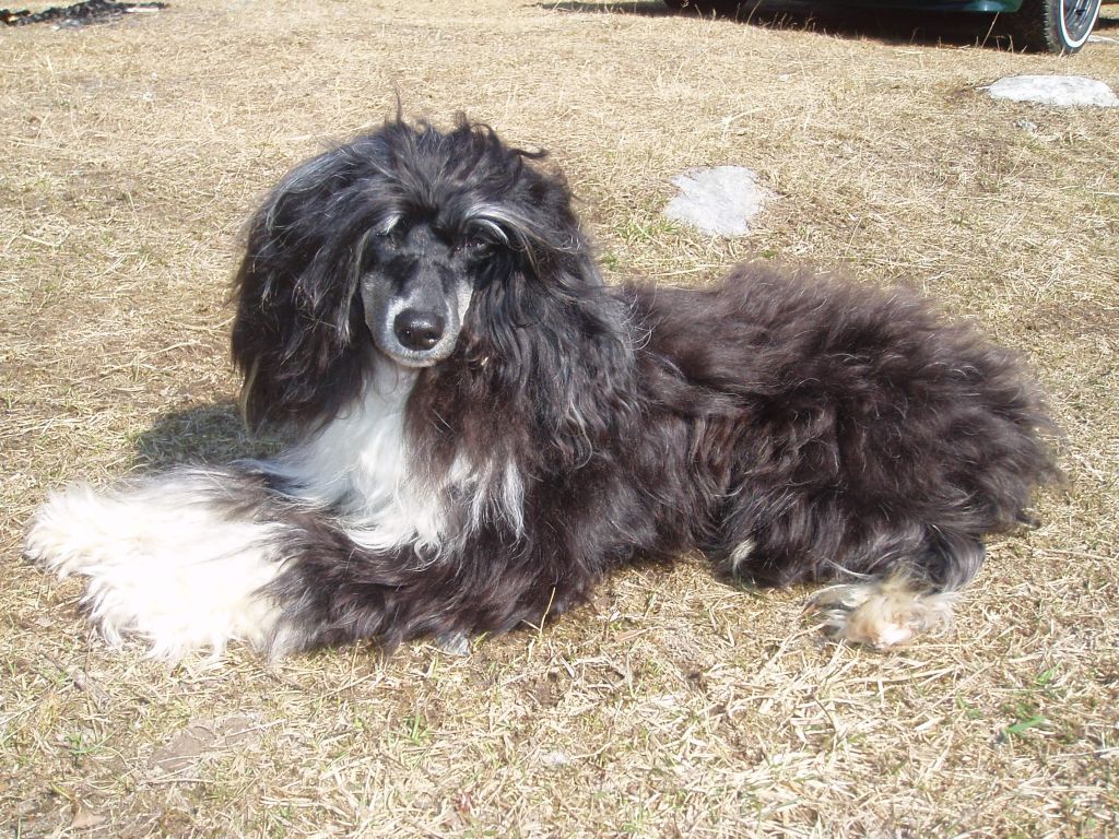 Rainbow Garden Bongo