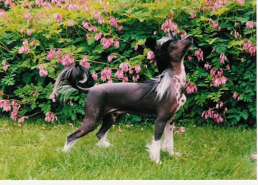 Bozo Gang's Coco Chanel