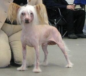 Bozo Gang's Karelian Brat